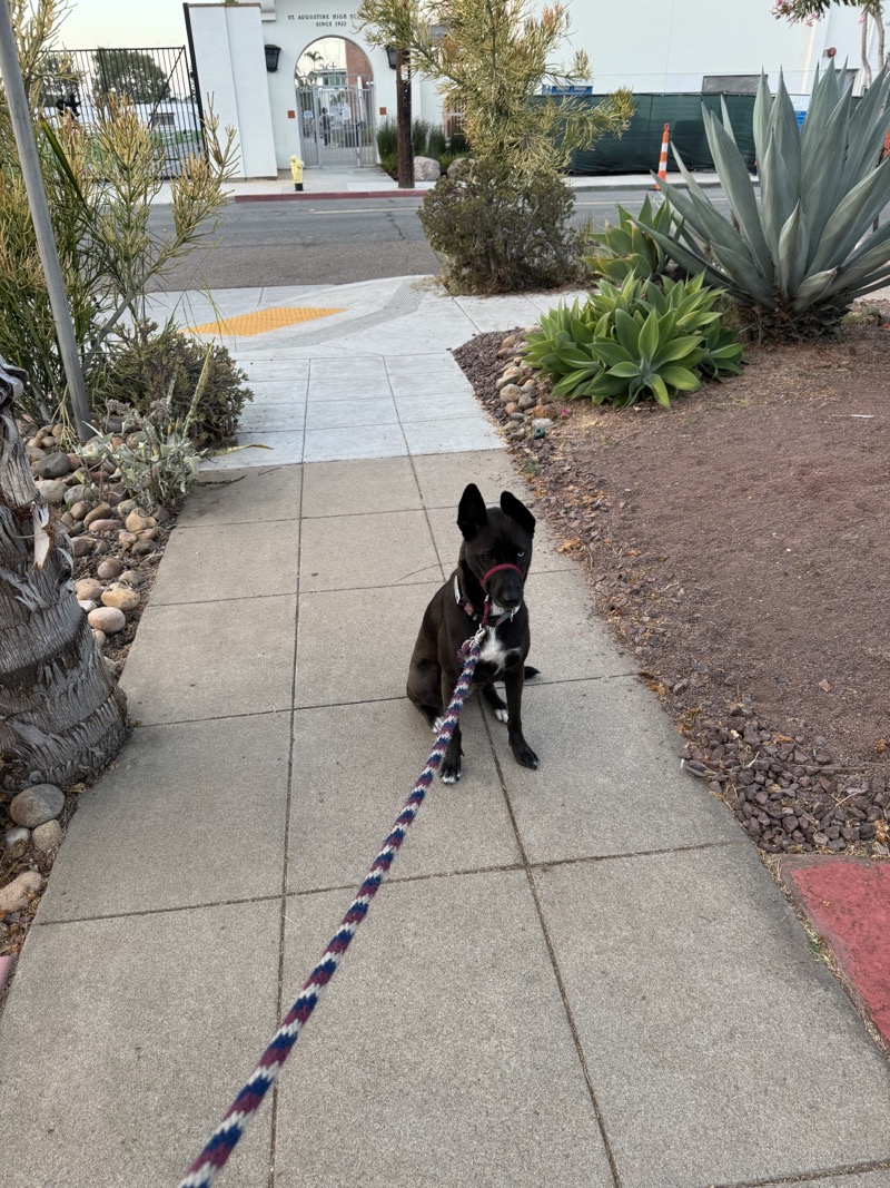 A picture of a black dog named Bowie sitting, taken on September 6 2024 at 6:44 am